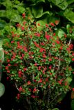 Euphorbia milii RCP8-11 027.JPG